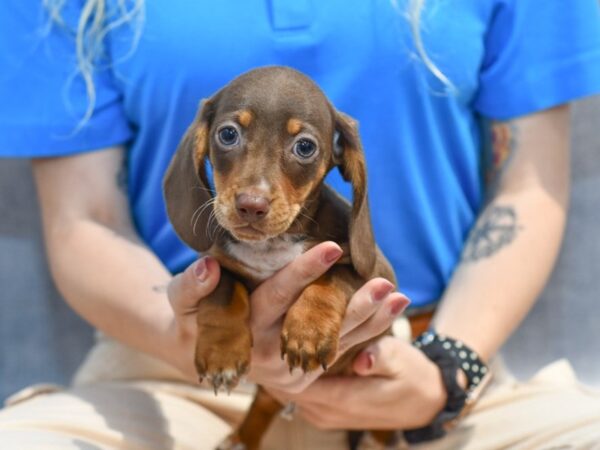 Dachshund-Dog-Female-Chocolate / White-36886-Petland Novi, Michigan