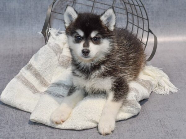 Pomsky Dog Male Black / White 36891 Petland Novi, Michigan