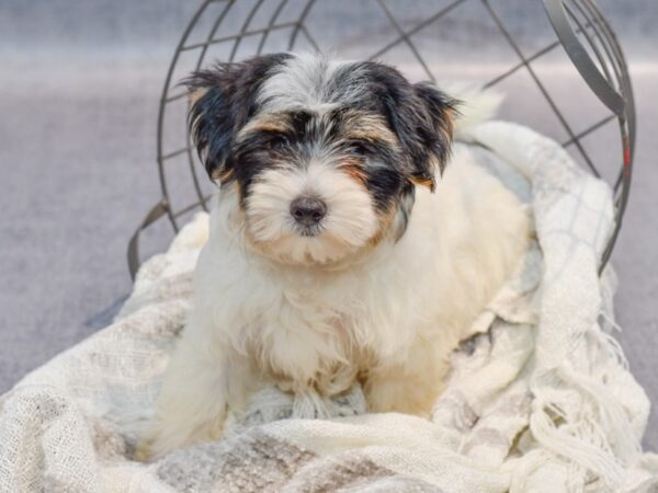 Yochon-Dog-Female-Black & White-36881-Petland Novi, Michigan