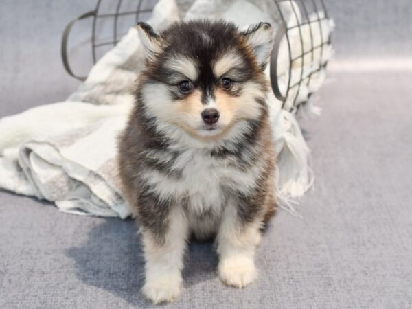 Pomsky Dog Female Sable / White 36892 Petland Novi, Michigan