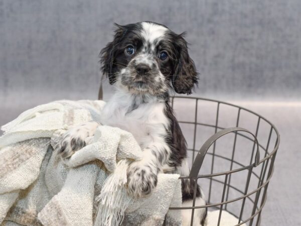 Cockalier-Dog-Female-Blk wh-36896-Petland Novi, Michigan