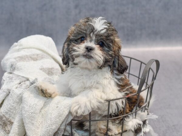 Teddy Bear Dog Female Brindle & White 36897 Petland Novi, Michigan