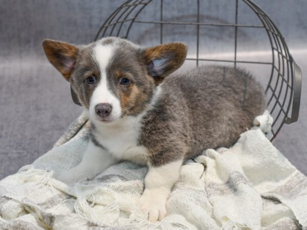 Cardigan Welsh Corgi/Pembroke Welsh Corgi-Dog-Female-Blue-36902-Petland Novi, Michigan