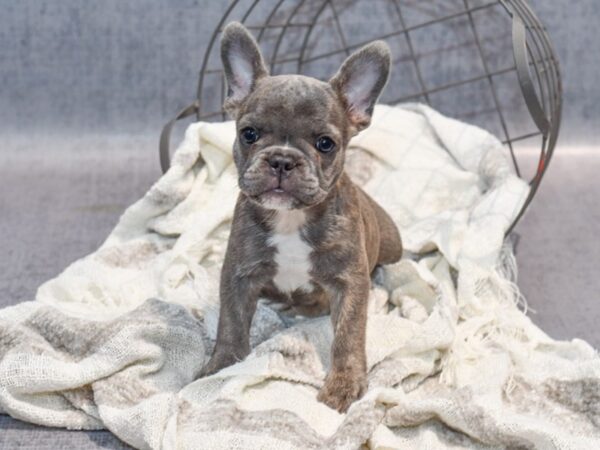 French Bulldog Dog Female Blue Brindle 36903 Petland Novi, Michigan