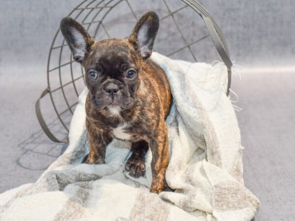 French Bulldog Dog Male Blk Brindle 36904 Petland Novi, Michigan