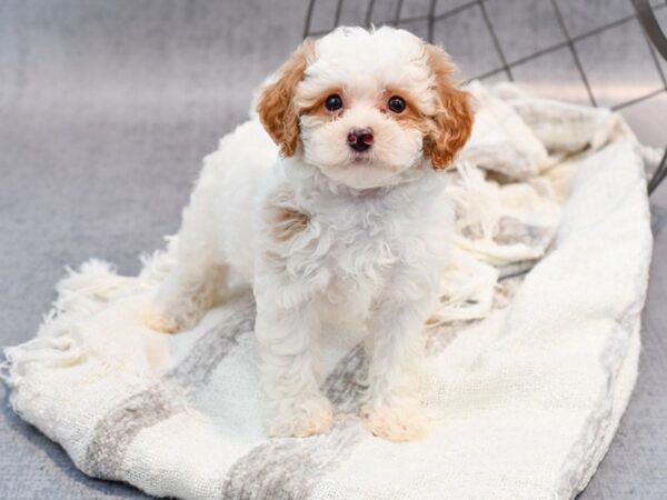 Daisy Dog-Dog-Male-Red & Whtie-36908-Petland Novi, Michigan