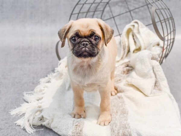 Pug Dog Male Fawn 36913 Petland Novi, Michigan