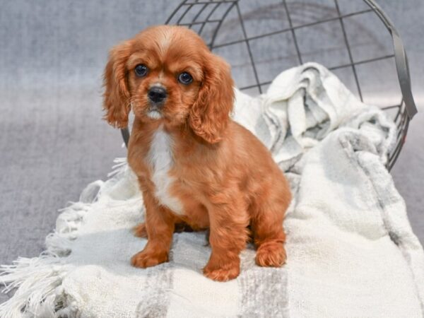 Cavalier King Charles Dog Male Ruby 36915 Petland Novi, Michigan