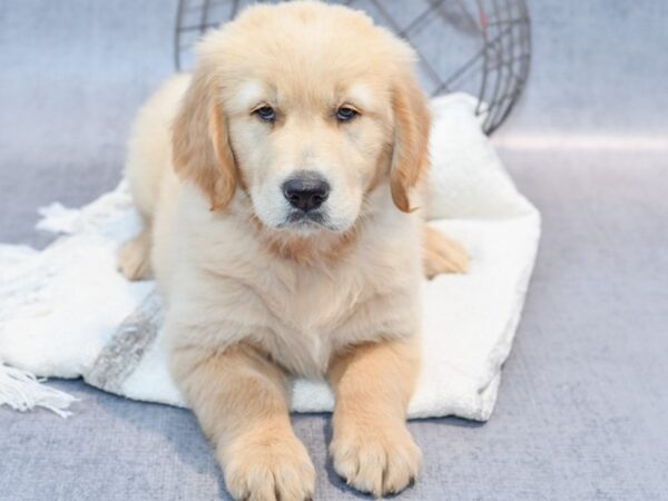 Golden Retriever-Dog-Male-Golden-36916-Petland Novi, Michigan