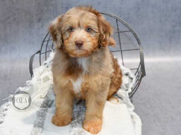 Miniature Aussie Poo-Dog-Male-Merle-36920-Petland Novi, Michigan