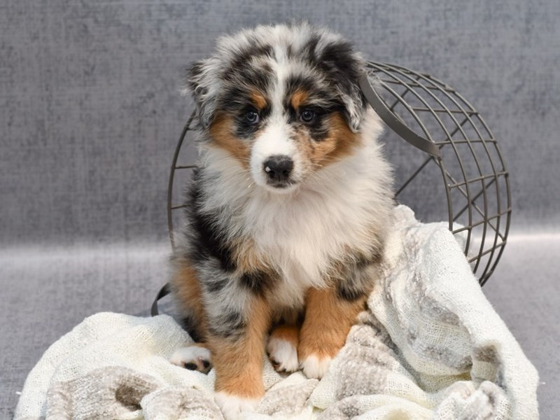 Breeding blue merle deals australian shepherds