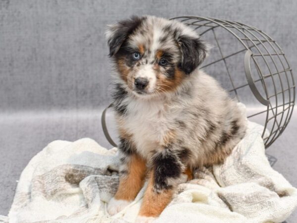 Australian Shepherd Dog Male Blue Merle 36922 Petland Novi, Michigan