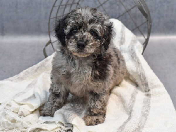 Mini Goldendoodle Dog Female Blue Merle 36929 Petland Novi, Michigan