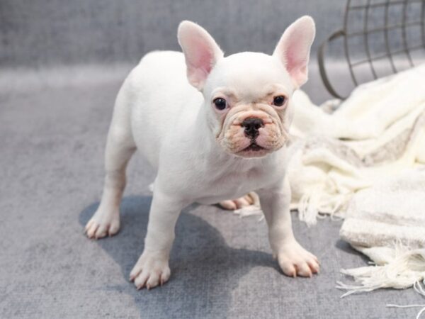 French Bulldog Dog Male Cream 36932 Petland Novi, Michigan