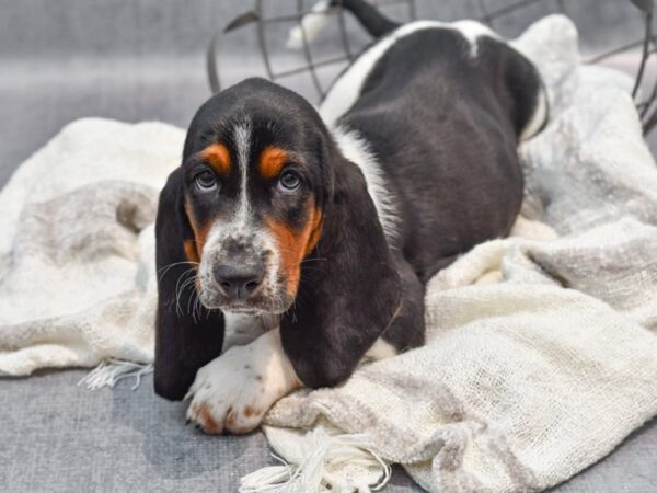 Basset Hound Dog Female Black Tri 36933 Petland Novi, Michigan