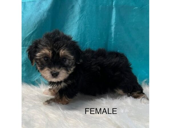 Coton-Yorkie-Dog-Female-Black / Tan-36941-Petland Novi, Michigan