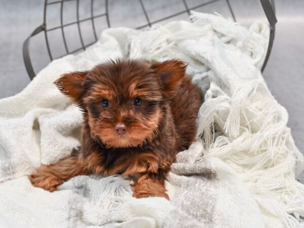 Yorkshire Terrier-Dog-Male-Chocolate / Tan-36934-Petland Novi, Michigan