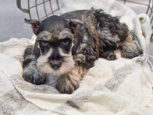 Miniature Schnauzer Dog Male Salt / Pepper 36935 Petland Novi, Michigan