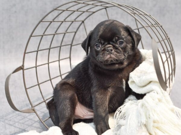 Pug Dog Male Black 36936 Petland Novi, Michigan