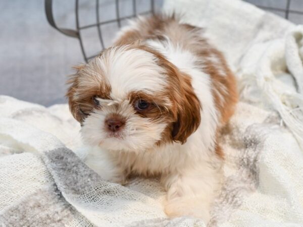 Shih Tzu-Dog-Male-Chocolate / White-36938-Petland Novi, Michigan