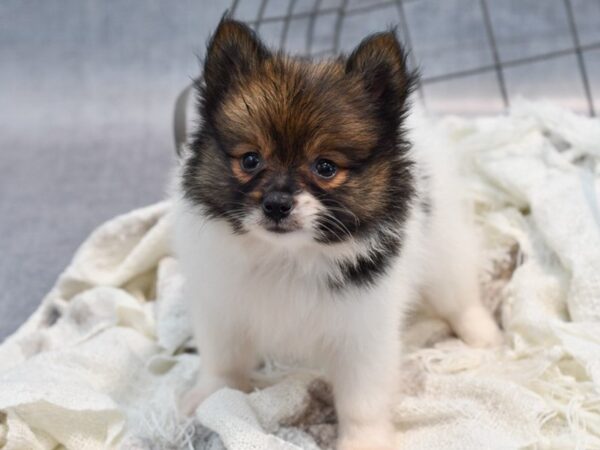 Pomeranian Dog Male Tri-Colored 36940 Petland Novi, Michigan