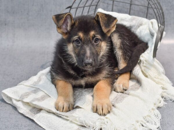 German Shepherd Dog-Dog-Male-Black / Tan-36942-Petland Novi, Michigan