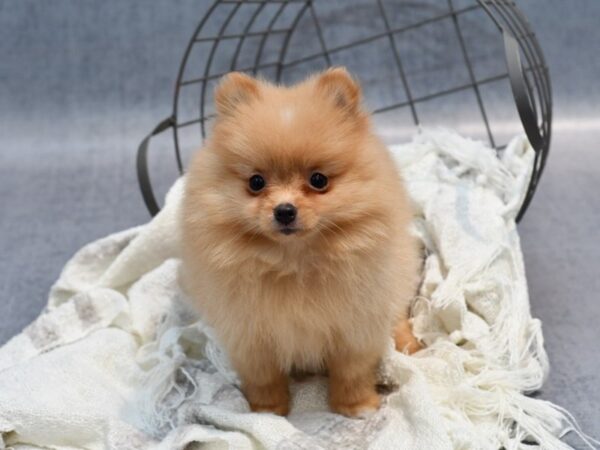 Pomeranian-Dog-Male-Orange-36943-Petland Novi, Michigan