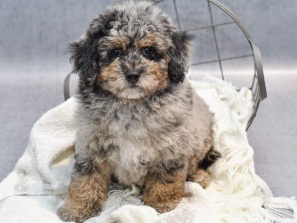 Miniature Poodle Dog Male Blue Merle 36946 Petland Novi, Michigan