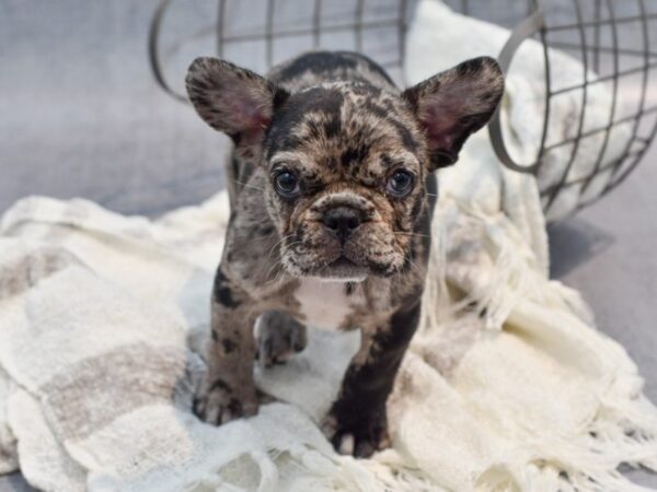 French Bulldog Dog Male Blue Merle 36949 Petland Novi, Michigan