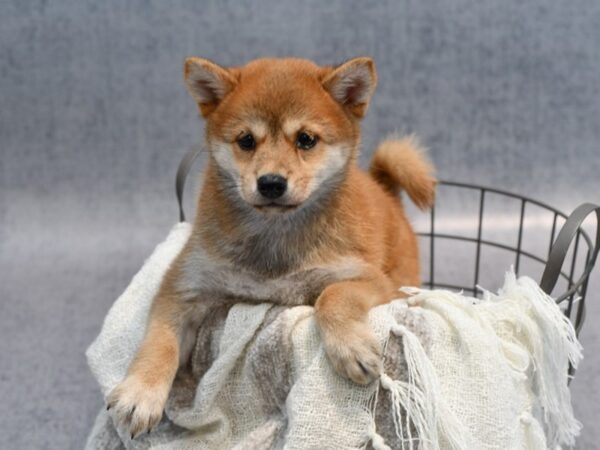 Shiba Inu Dog Female Red 36950 Petland Novi, Michigan