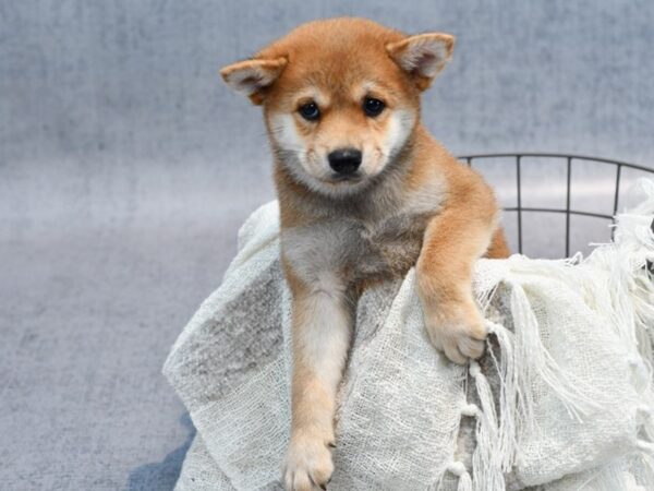 Shiba Inu-Dog-Male-Red-36951-Petland Novi, Michigan