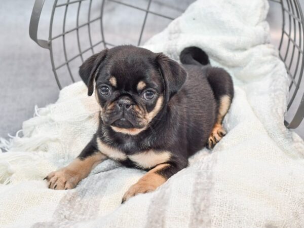 Pug Dog Male Black / Tan 36952 Petland Novi, Michigan