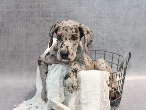 Great Dane-Dog-Male-Blue Merlequin-36954-Petland Novi, Michigan