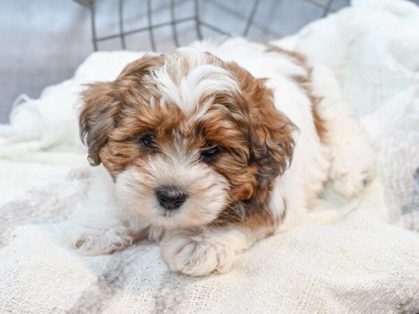 Shihpoo Dog Female Brown / White 36959 Petland Novi, Michigan