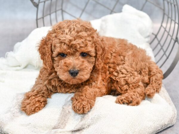 Cockadoodle Dog Male Red 36960 Petland Novi, Michigan