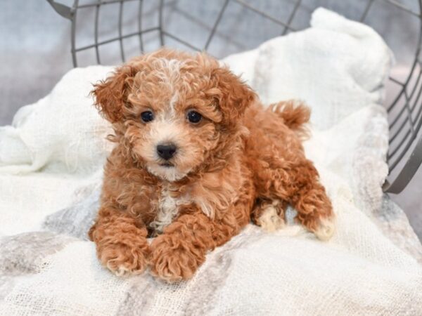 Bichonpoo Dog Male Red 36961 Petland Novi, Michigan