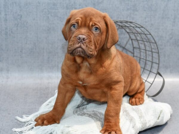 Dogue de Bordeaux Dog Male Fawn 36966 Petland Novi, Michigan