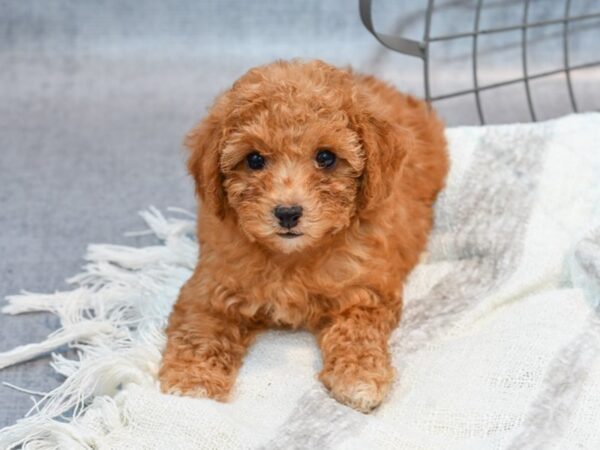 Cavapoo Dog Male Red 36967 Petland Novi, Michigan