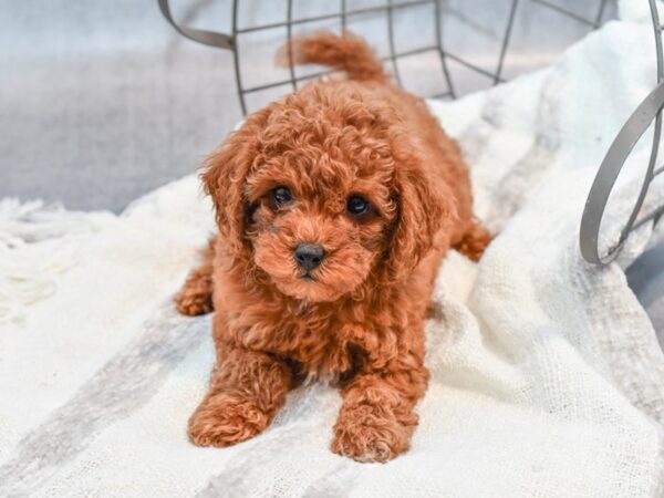 Cavapoo Dog Female Red 36968 Petland Novi, Michigan