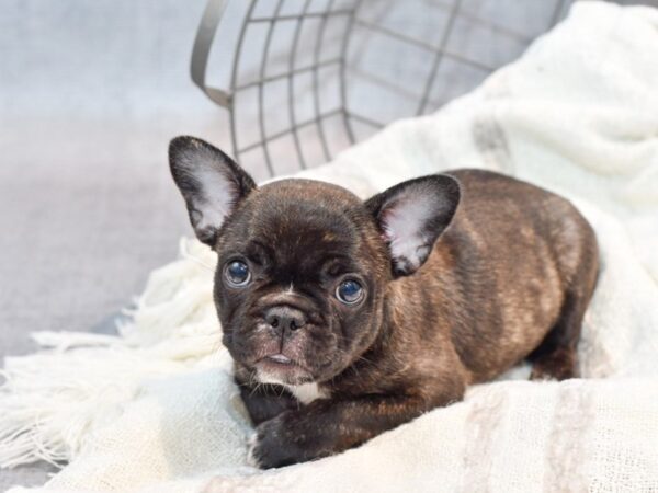 French Bulldog Dog Female Black Brindle 36969 Petland Novi, Michigan