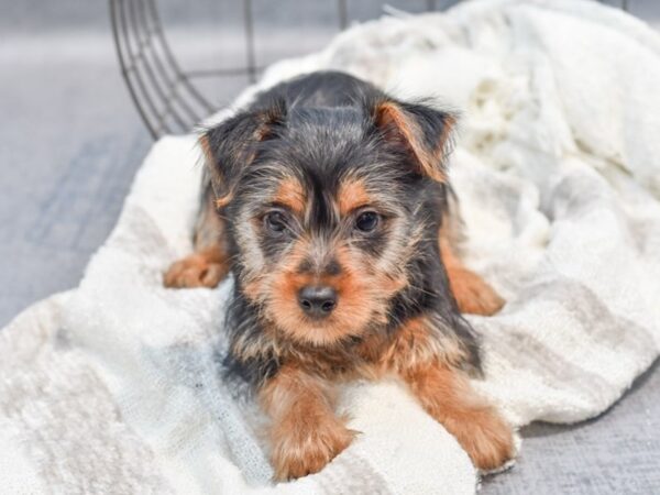 Silky Terrier Dog Male Black / Tan 36973 Petland Novi, Michigan