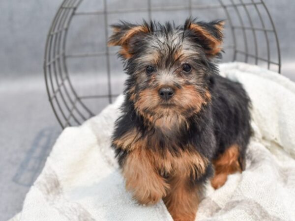 Silky Terrier Dog Male Black / Tan 36974 Petland Novi, Michigan