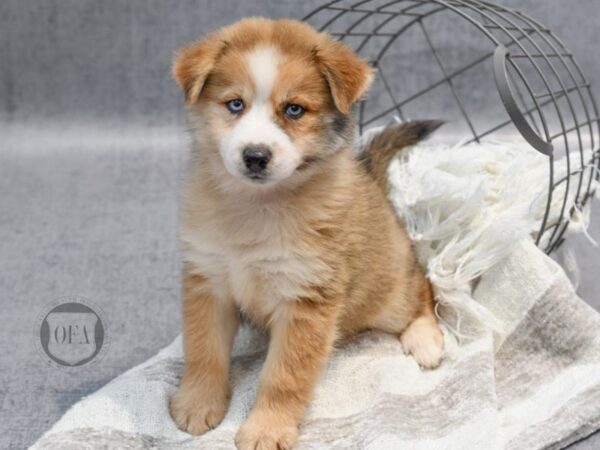 Pomsky Dog Male Chocolate Merle & White 36975 Petland Novi, Michigan