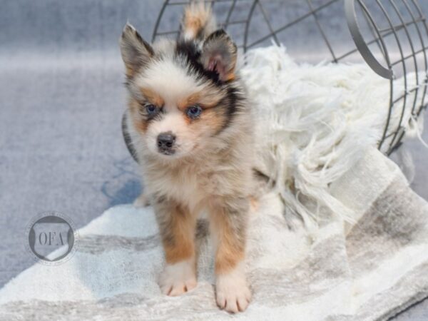 Pomsky-Dog-Male-Blue Merle & White-36976-Petland Novi, Michigan