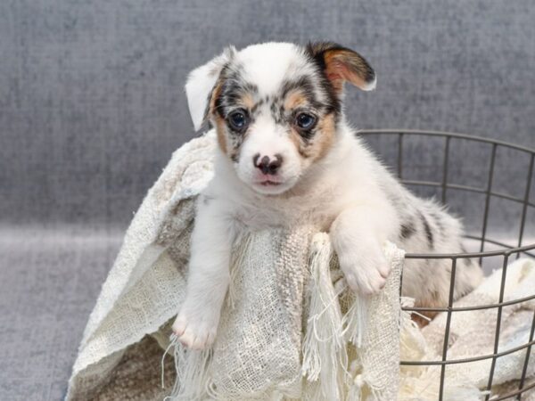 Froggie-Dog-Female-Blue Merle & Tan-36978-Petland Novi, Michigan