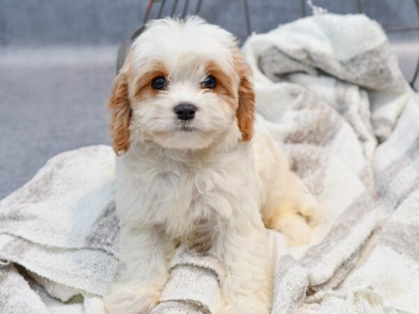 Cavachon Dog Male Tan / White 36979 Petland Novi, Michigan