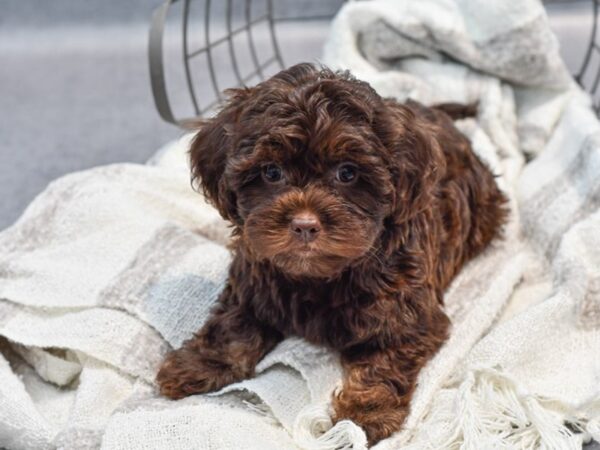 Shihpoo Dog Female Chocolate / Tan 36983 Petland Novi, Michigan