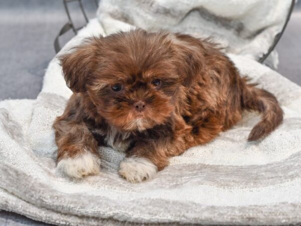 Teddy Bear Dog Female Chocolate / White 36986 Petland Novi, Michigan