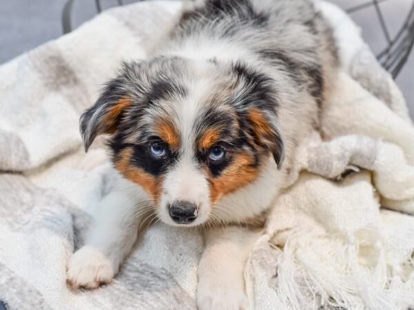 Mini Aussie-Dog-Male-Blue Merle-36987-Petland Novi, Michigan