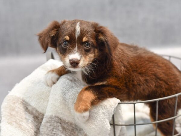 Mini Aussie-Dog-Female-Red Tri-36988-Petland Novi, Michigan